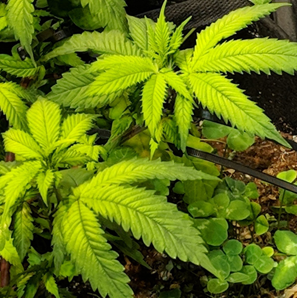 JournalGreenly's tweet photo. We have our first issue!

I watered thoroughly two days ago, but only glanced at them yesterday. When I checked this morning, I saw an obvious Mg deficiency!

It shows as a chevron/fishbone pattern of interveinal chlorosis (yellowing).

I will treat, then look for the root cause. https://t.co/J0vdPp3I7S