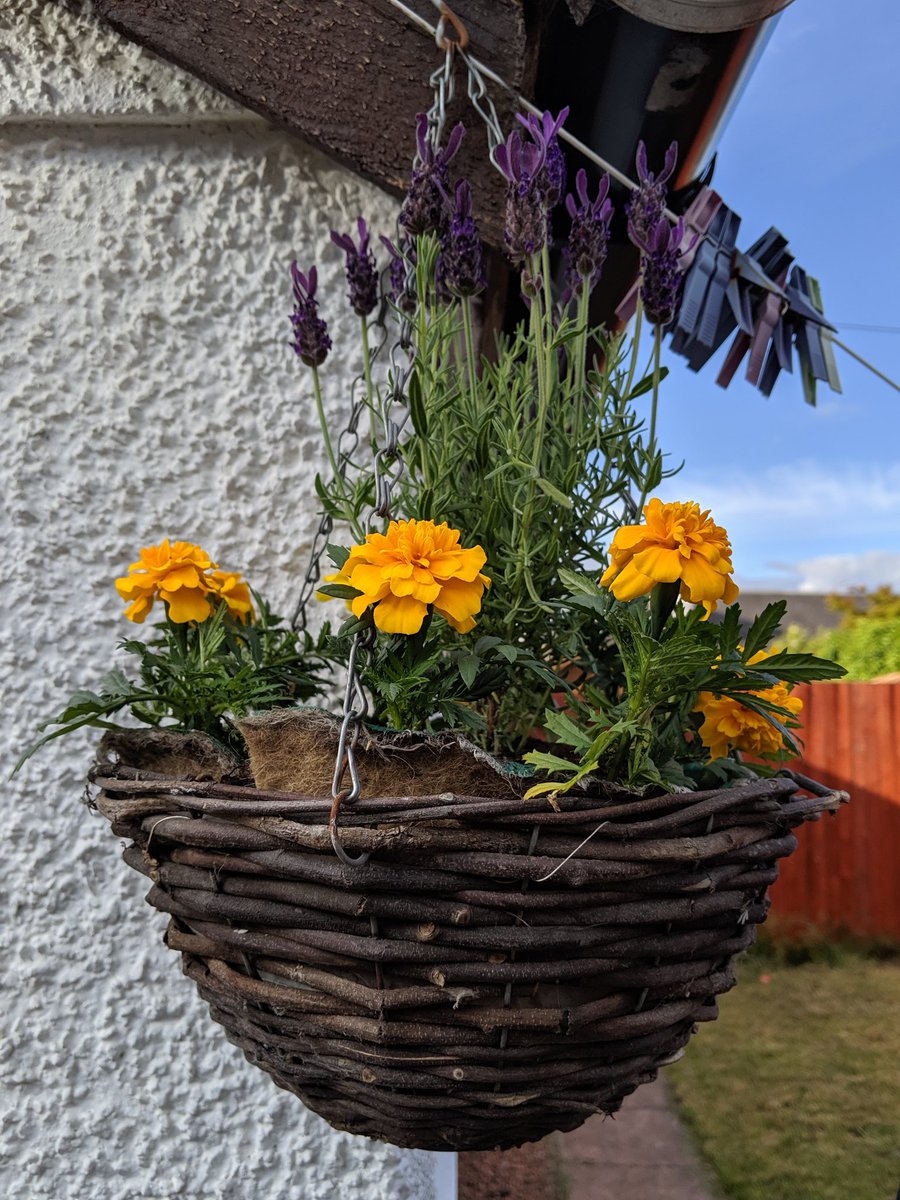 ThisGirl_is's tweet photo. Inspired by the profusion of purple and yellow flowers I saw in the @Sma_Shot garden yesterday, I've replanted my hanging basket today. https://t.co/yW3cVMHCX5