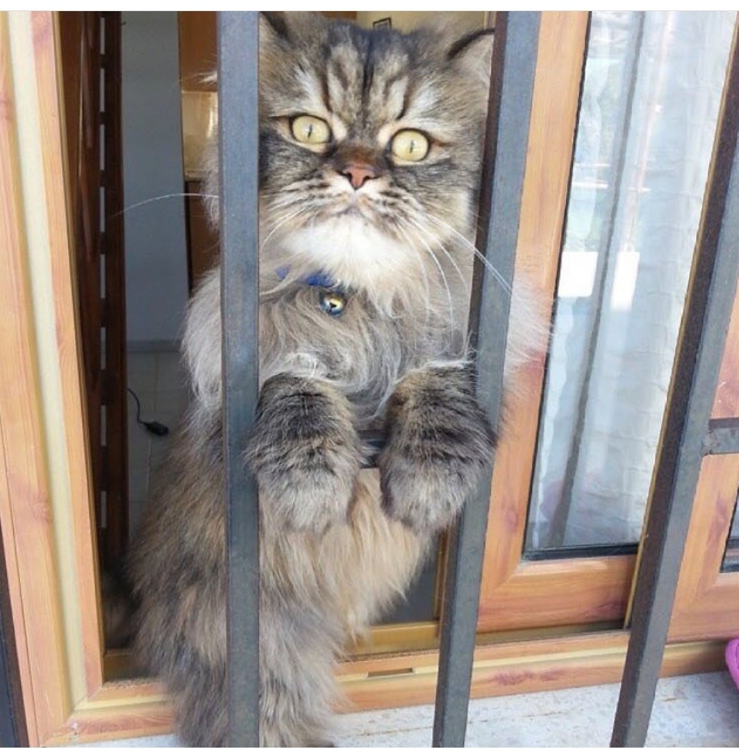 SenaKolok's tweet photo. @enginsahins 😉🐱 https://t.co/YCBIIAleMD
