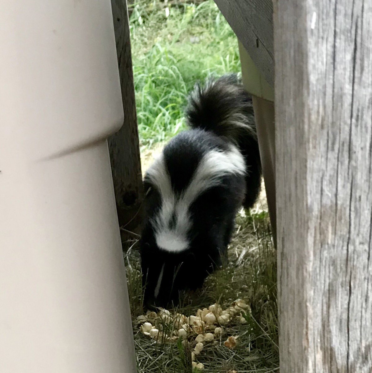 ashinonyx's tweet photo. Our #SADP2019 camp friend has been getting bolder this week and raided our food bin. Given its love of popcorn, @TaliaMLM came up with the very fitting name of Orville Redenbacher ๐ฟ https://t.co/LQ1rnozNGc
