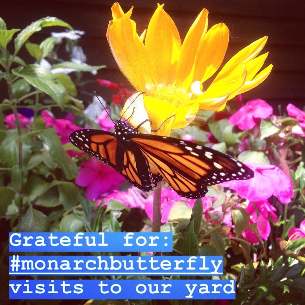 SignsOfOurLife's tweet photo. Summer is here and so are the butterflies! Watching them fly from flower to flower is absolutely breath taking. 

What are you #grateful for today? 

Also, comment below if you want me to create butterfly artwork available to purchase on my #etsyshop

#NaturePhotography #wallart https://t.co/rdDs76JilL