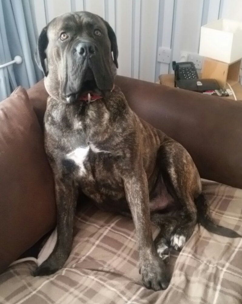 💯➕💯 
I have 200 followers🥳🥳😚☺️😄😃
Really?! I am trying hard to look calm but I am ecstatic inside🤭
I would cry if I wasn't so big 🤣🤣I should easily demand a massage before bed tonight😏
#dogsoftwitter, #BigDog, #doglovers, #dogsofpride, #mastiffs, #canecorso, #sofadogs