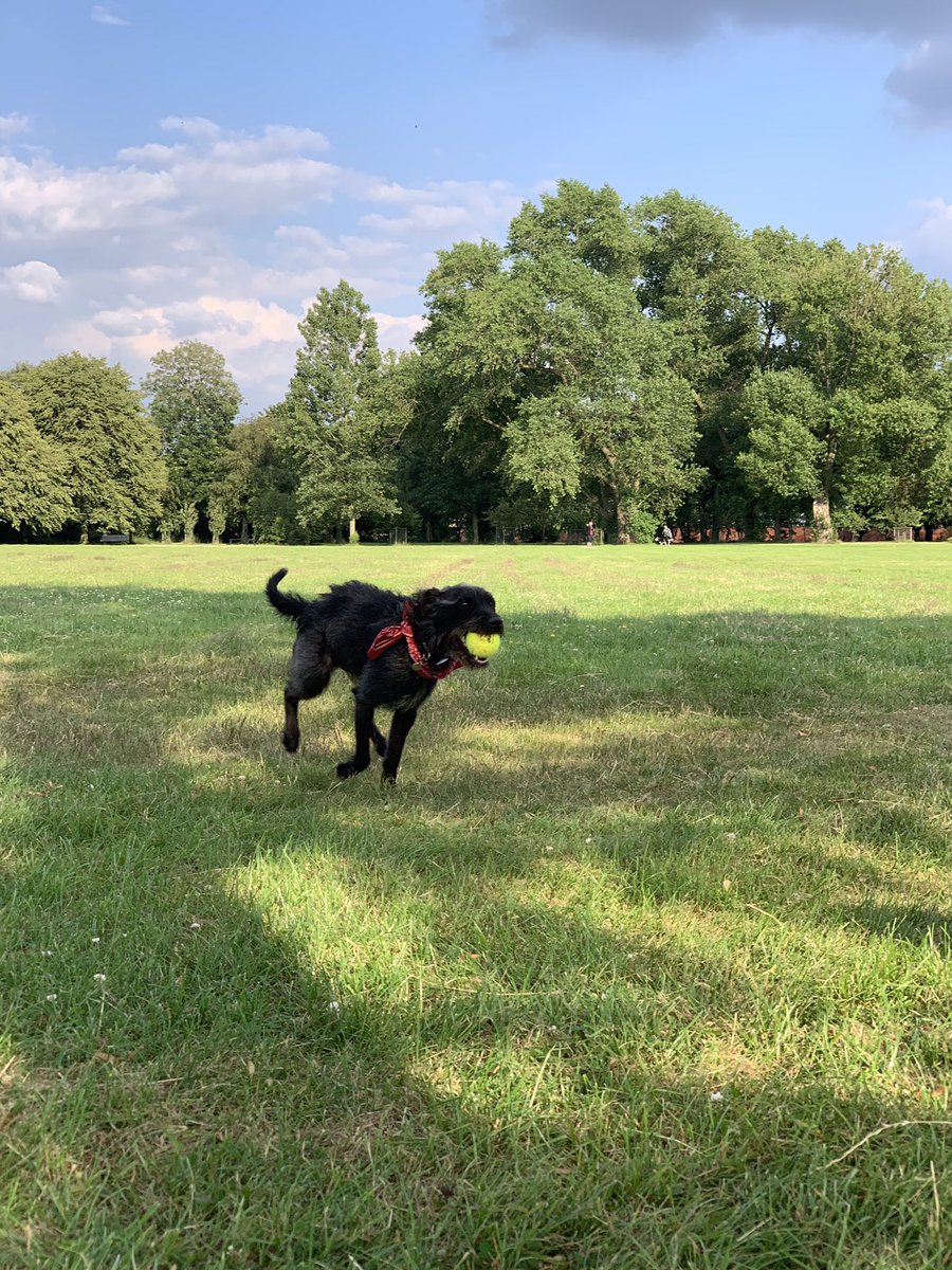 BuddyDoggy's tweet photo. I did some fetching and running like a good dog with my humans @knowmadiqx2x and @wendy_bobs and @MyBall 🎾❤️ https://t.co/dEOsHXFNQu