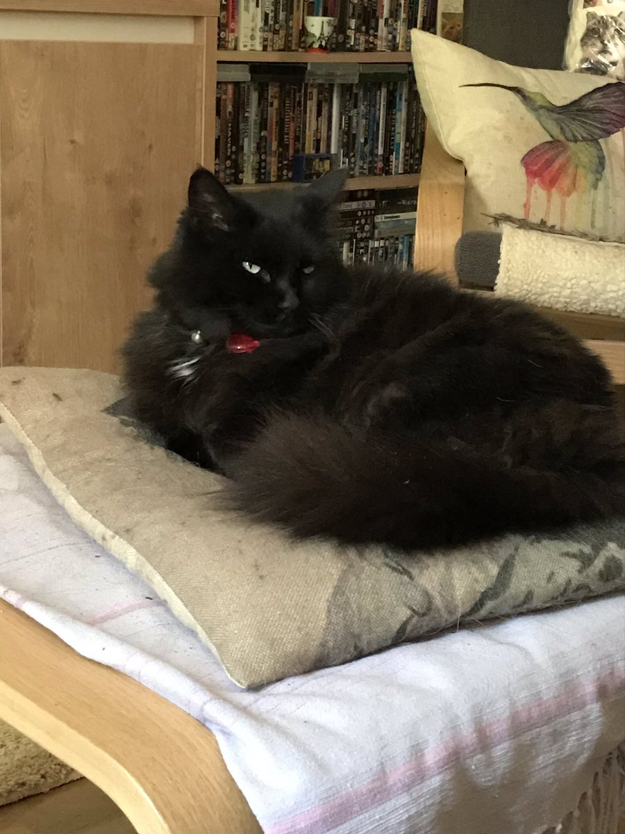 fluffydrewbags's tweet photo. Sunday snoozy Fluff 😻 https://t.co/zdcznLL8Qm