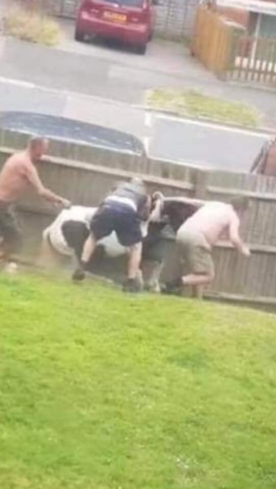 Rosie Doc tweet media