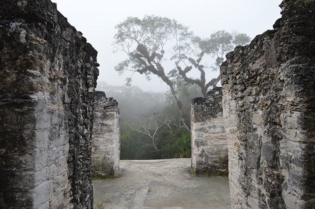 PCCravings's tweet photo. Misty morning / sunrise in the jungle. .
.
.
#postcard_cravings #travellife #travelerslife #travelogue #travelblogger #travelphotography #travel #guatemala #tikal #tikalnationalpark #parquenacionaltikal #jungle #ruins #ancientworld #blackandwhite #blackandwhitephotography #t… https://t.co/AF4CwBaF64