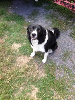 millypod1's tweet photo. 🆘05 Jul 2019. SUSIE #Lost Black & White Border Collie Female
#Tarvin #Cheshire #CH3
nr to #TarvinSands #Kelsall #GuildenSutton #GreatBarrow
#Ashton #Littleton #Chester PLEASE SHARE😢
https://t.co/QiBckrk70S https://t.co/n1NVI4OYHB