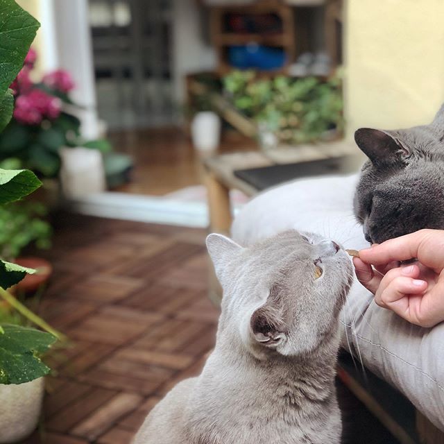 Snack time 😻 but like every time Finja tries to steal my portion 😾 and yes, she is as same ingenious as she is radical in her tries 🦁😹
.
.
.
.
#meancats #gorgeouscat #feedme #timeforsnack #germany_insta #cat #britsekorthaar #neko #katzenleben