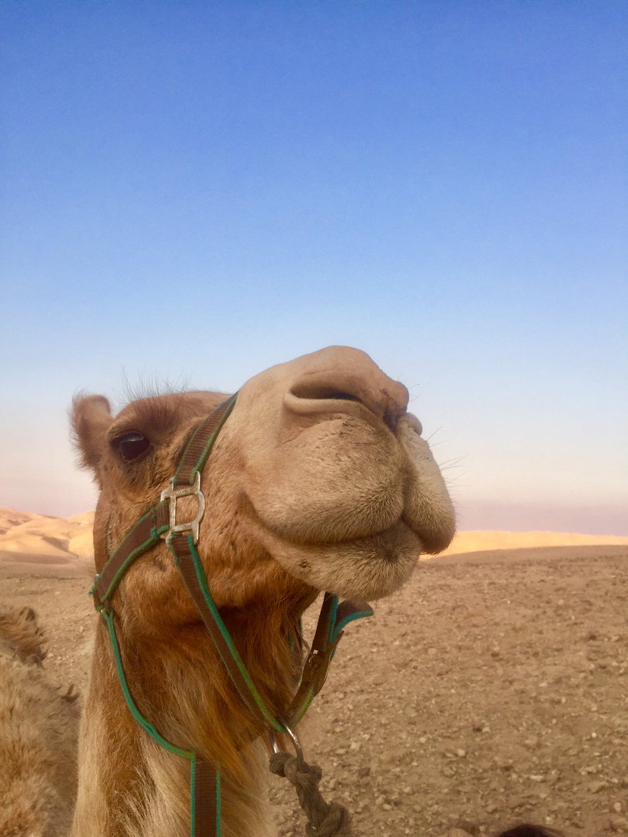 nastynatashy's tweet image. #Israeloutdoors #israel21c #bus412