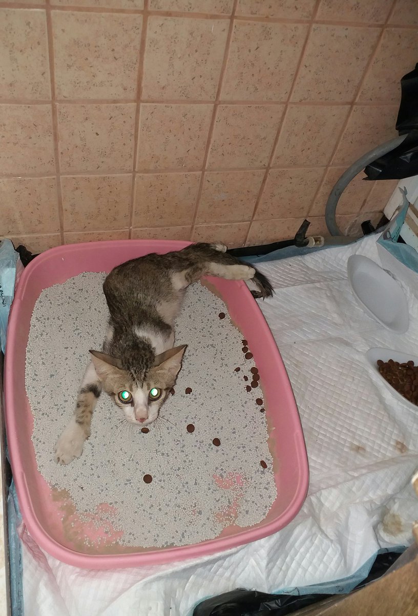 🕊منيرة tweet media