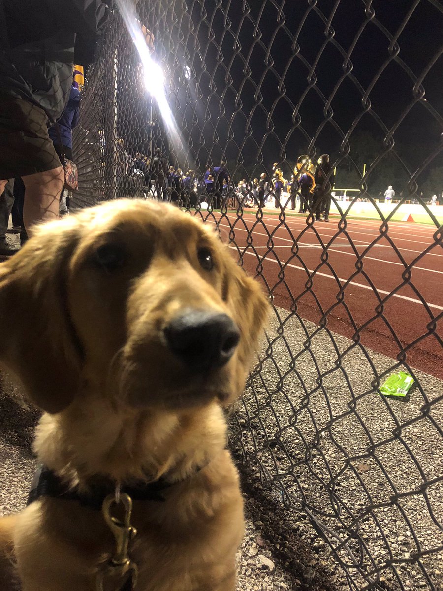 gy6ptsdsupport1's tweet photo. The growth of Rio! Such a sweetheart ❤️ @racep2r #tablethree @stlzoo @eureka_high_school #gotyoursix #gy6 #ptsd #ptsdawareness #ptsdrecovery #ptsddogs #ptsdsupportdog #ptsdservicedog #servicedog #dogsoftwitter #stop22aday #nonprofit https://t.co/mxGQhWpPjI