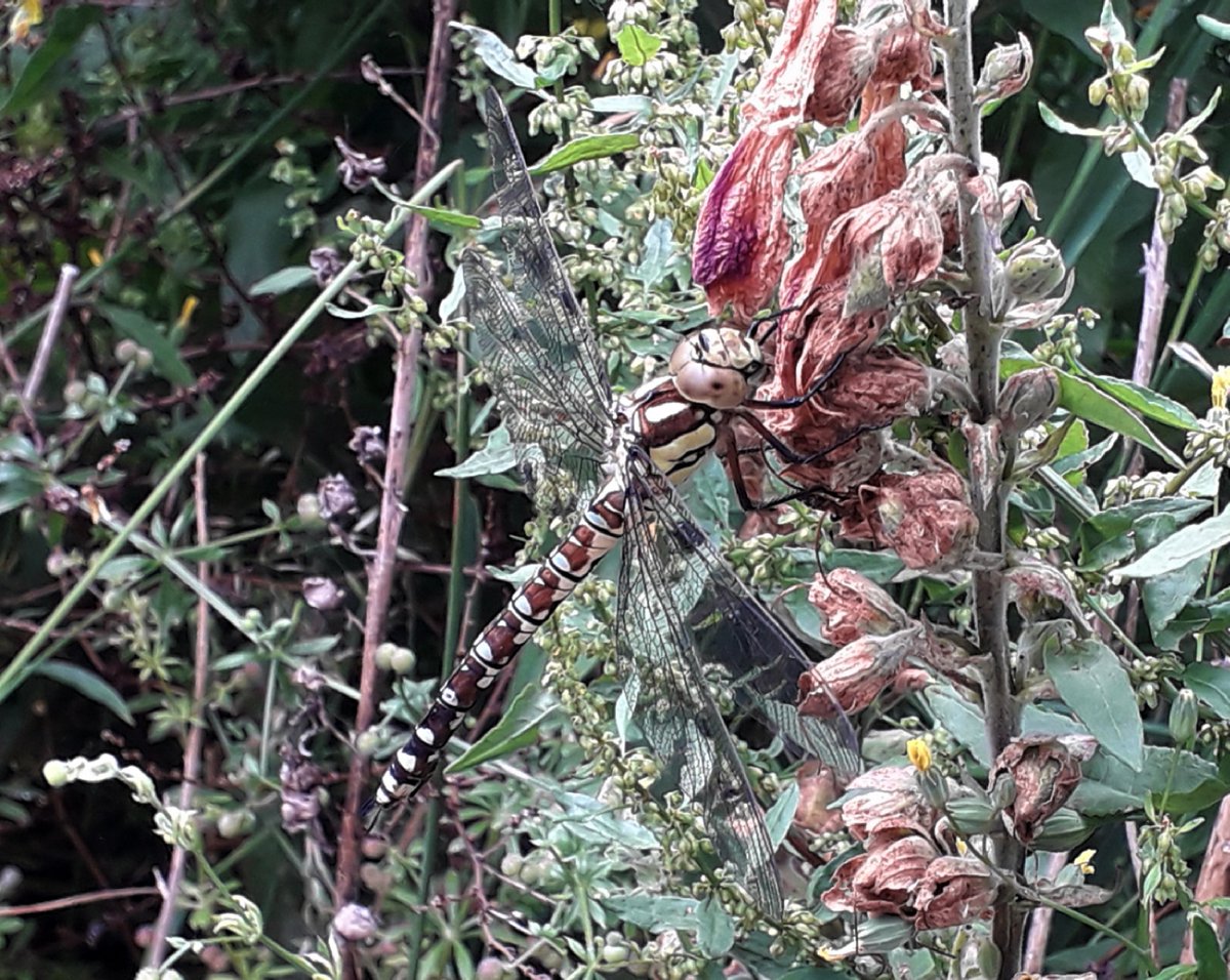 A pleasure to see this fresh Southern Hawker dragonfly resting up in my garden earlier today #wildlife #nature #rewilding #Leicestershire <a href="/BBCSpringwatch/">BBC Springwatch</a>