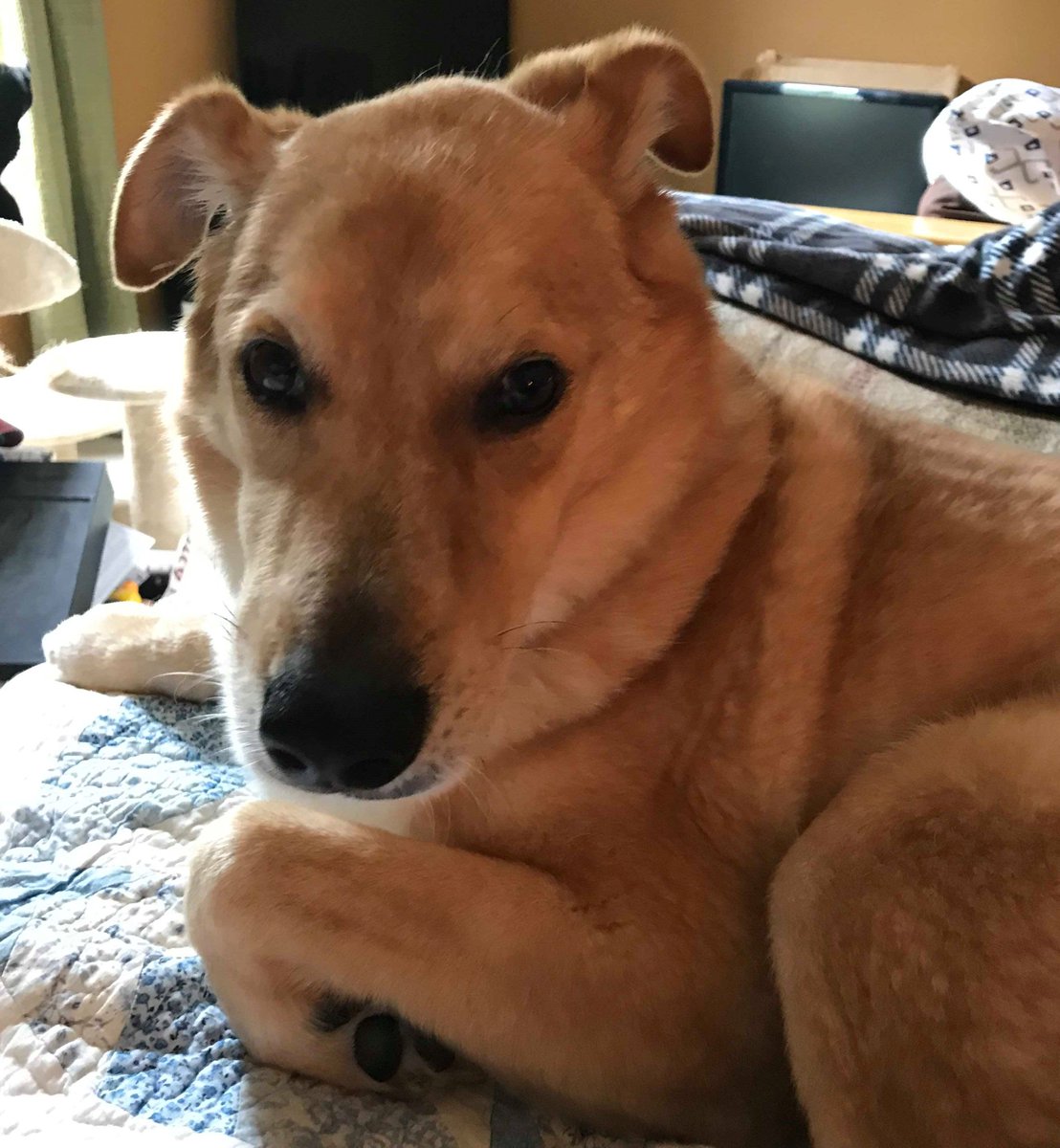 LOST: On Barnwell St, 6/21/19, Medium size, male dog German Sheppard, Lab coloring.
@FCAAC, Cayce Animal Services, Columbia Animal Services, @PawmettoLife, @kchumanesociety, @LCAnimalShelter,