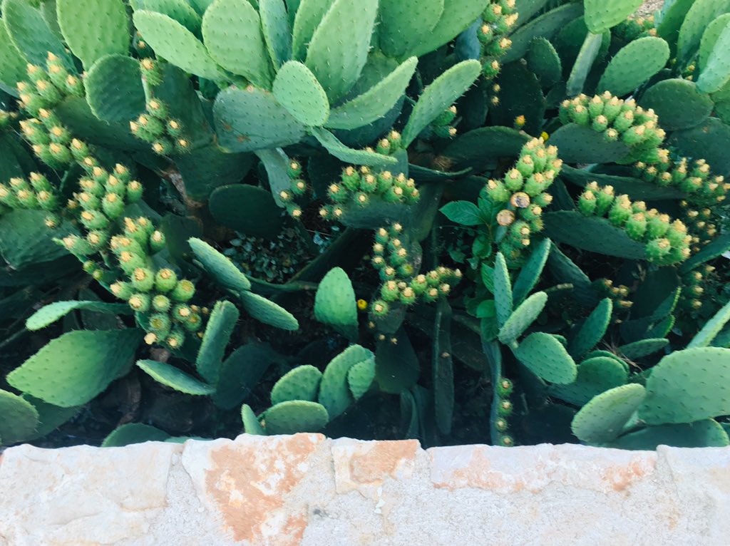 Finally #home @lemoredinella 🌺 #puglia #weareinpuglia #summer #holidays #travel #pugliamia #countryside #countrylovers #naturelovers #countrylife #trulli #igerspuglia