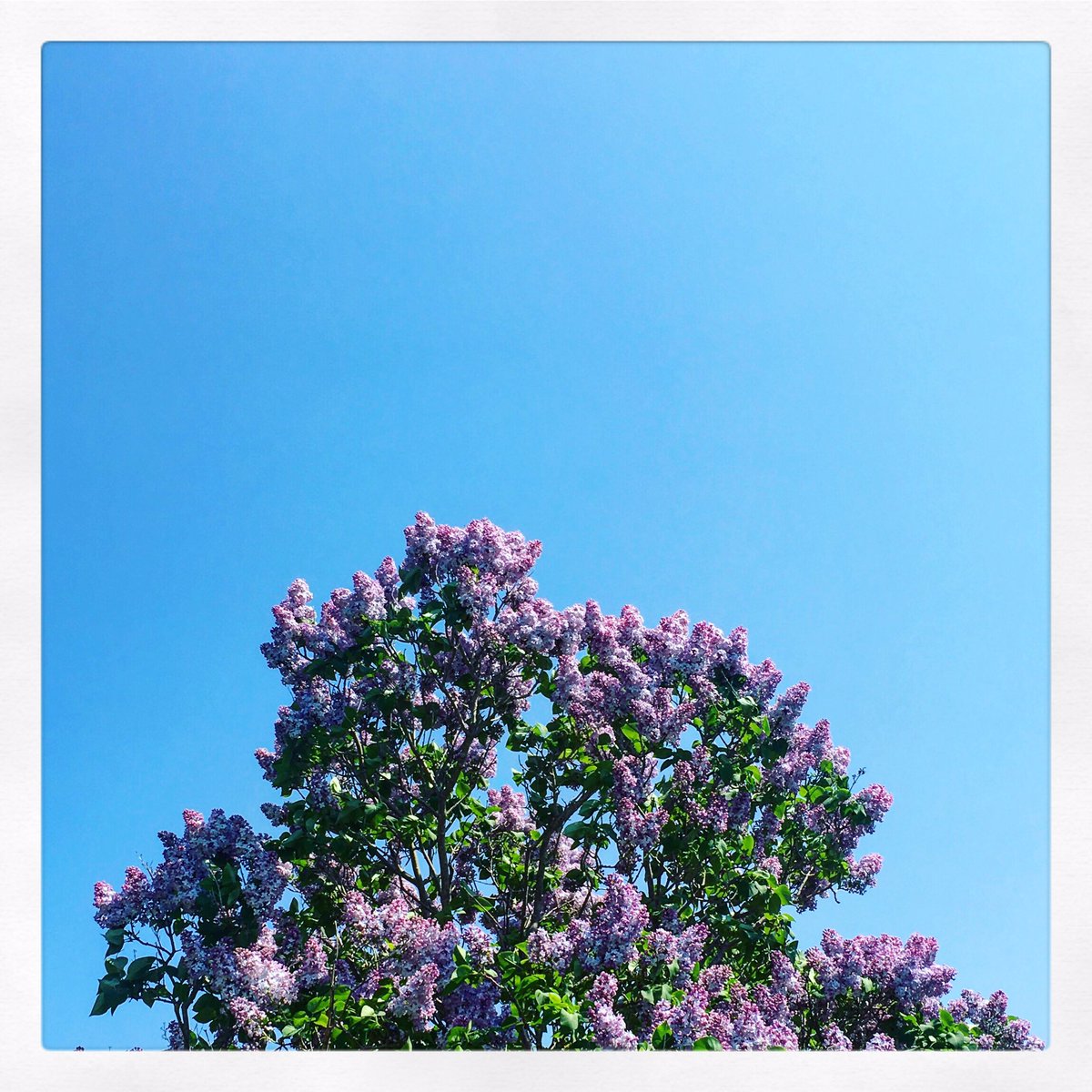 Summer is here and it smells amazing.

#yyt #lovestjohns #explorenl