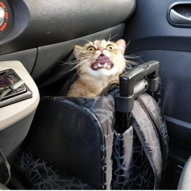 CatsOnCatnip's tweet image. When you know it&apos;s time for your annual vet visit - rethink_and_change