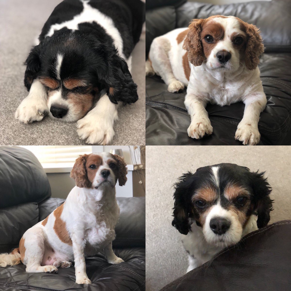 The_Warns's tweet photo. #Albie &amp; #Winston with their new haircut https://t.co/zmj4jpV4j2