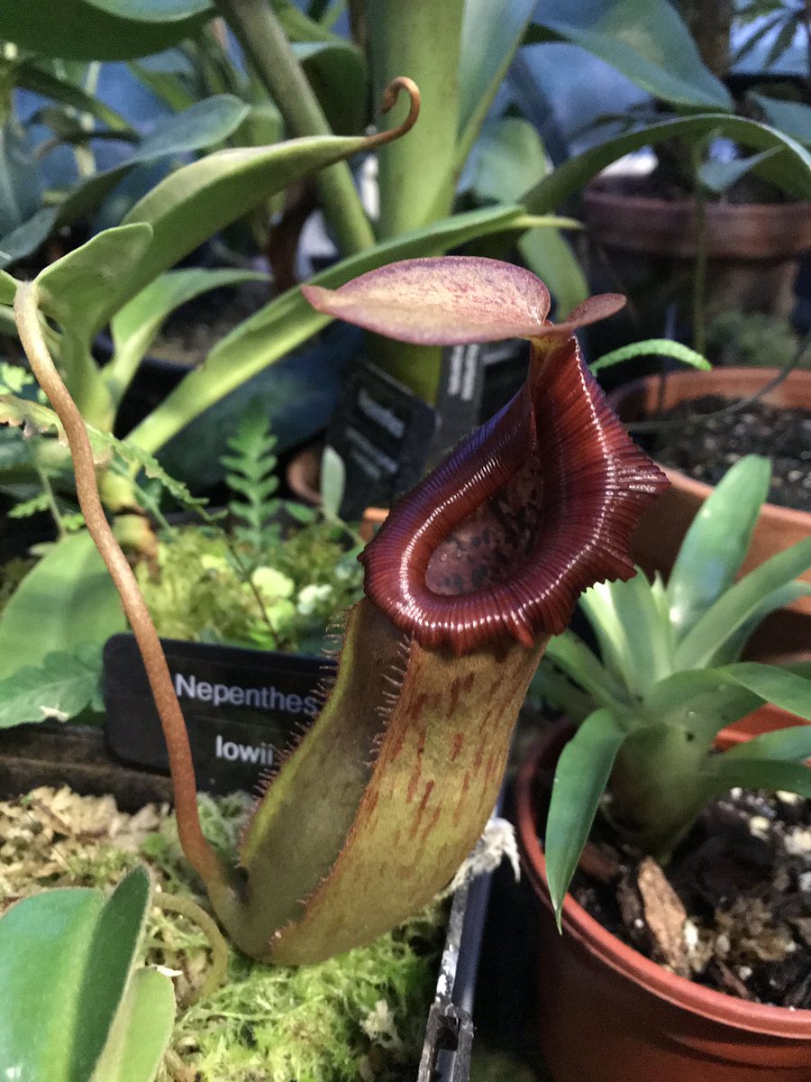 MikesRarePlants tweet picture