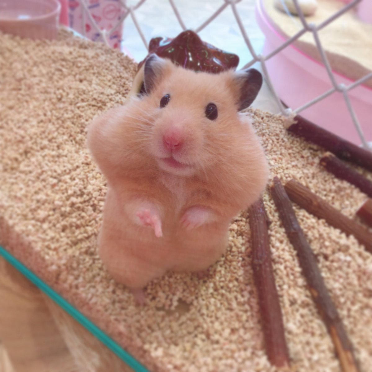 原宿かわいい動物園 おはようございます 頬袋にご飯をたくさん含んでたくましくなったキンクマちゃんです 朝ごはんかな 原宿 竹下通り かわいい 動物園 ミーアキャット フェレット ハムスター 動物カフェ カフェ カピバラカフェ Meerkat