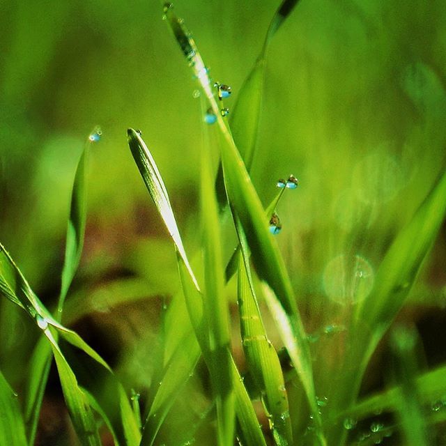 Some much need rainfall over the weekend across the Riverina.

#singleorigin #craftmalt #riverina #sustainableagriculture #smallbusiness #supportlocal #craftmaltsters #craftbeer #buylocal #brewlocal #beerstartshere #farmtoglass #paddocktopint