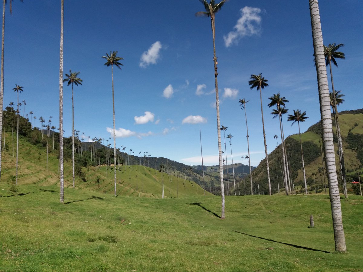 deBontRob's tweet image. #cocora #colombia Simply beautiful.