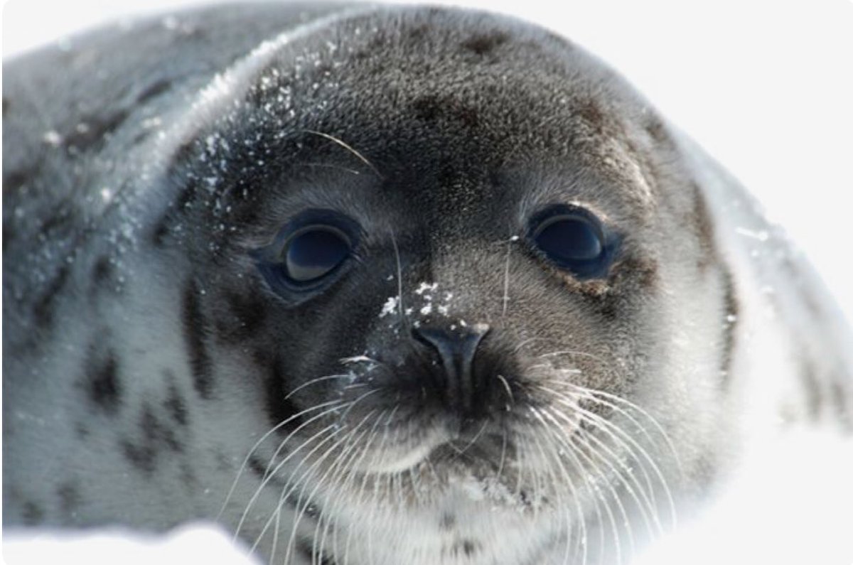 mamimoe1's tweet photo. Good morning July.8th 2019 8:05am Mon.
#SaveSeal #CA
#hunting #fur https://t.co/0RcBANywUI