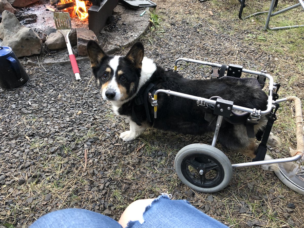 justine_lemon's tweet photo. i don’t think we need @dog_rates to know Rudy’s a 14/10 😭💕 https://t.co/gjsYTiTPyU