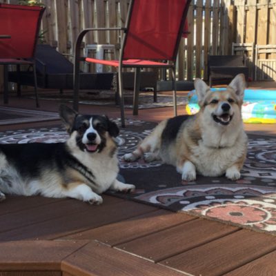 PandaTheCorgi's tweet photo. #NewProfilePic https://t.co/yoGWHbY0u5