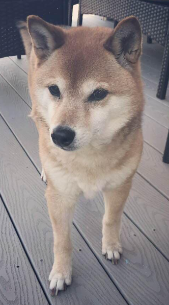 Christine J Arepaki On Twitter Loli Girl Escaped Through