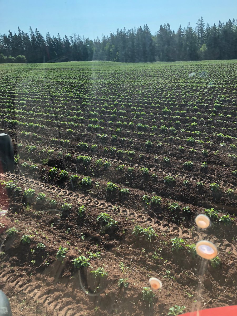 Decent emergence! #performance #bigcrop ⁦@axteragroscienc⁩ ⁦@deanjones12dj⁩