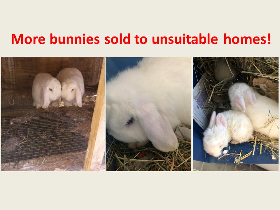 BaBBACampaign's tweet image. Pets at Home bunnies end up in the wrong hands again! chng.it/Ct2gJJpB No bunny should be sold for profit @PetsatHome STOP selling rabbits!