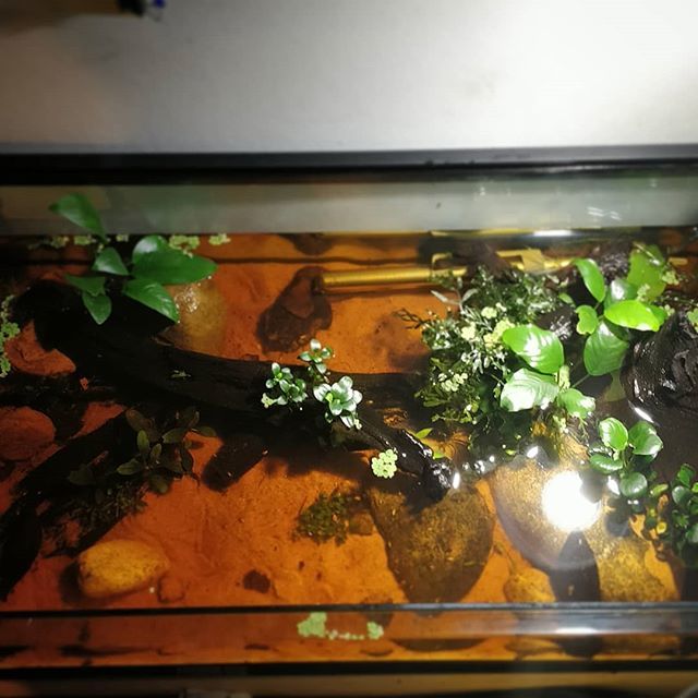 OVAS_CA's tweet image. More water changes today! Top view of a small Habrosus Cory tank #ottawavalleyaquariumsociety #OVAS #habrosuscoryadoras #waterchangesunday #aquariummaintenance #fishkeeping ift.tt/2XvBPv2
