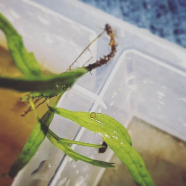 OVAS_CA's tweet image. Could it be a habrosus egg?! #ottawavalleyaquariumsociety #OVAS #habrosuscoryadoras ift.tt/2JhTWRs