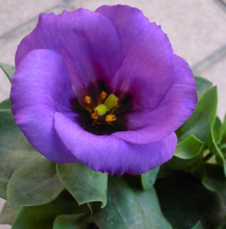 もも V Twitter おはようございます 7 8誕生花 トルコキキョウ 花言葉 夕べの出逢い 別名ユーストマ 大正時代に渡来してきたのは 紫色の一重咲で小さな花でしたが その後日本で品種改良が進み今出回っているのはほとんど日本製になります 白には深い思いやり