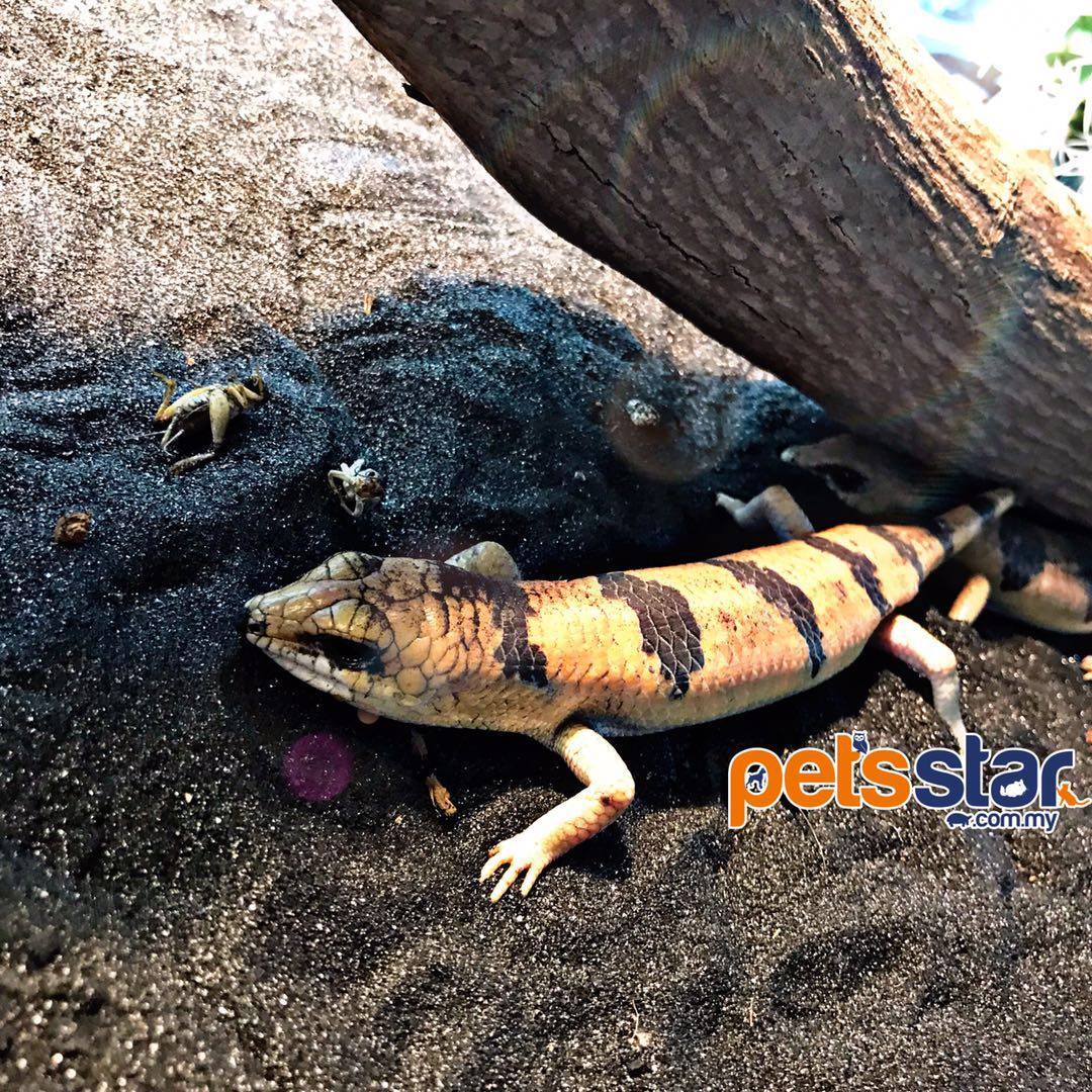 PetsStarComMy's tweet photo. New available!
Peter's Banded Skink
Export available
+6016-702 9396
petsstar@hotmail.com
#newpetavailable #veteranspromotion #petpromotion #petsstar #petexport #pet #petstore #reptile #reptileorsale #malaysiapetshop #petshop #malaysiapetstore #reptilestore #klangpetshop https://t.co/YFeXXt64X5