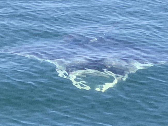WKRG's tweet photo. WOW! Check out this giant manta ray spotted by anglers off the coast of Orange Beach. Thank you Rob Agren for sending us the photo. https://t.co/aPQ5mZJTUq