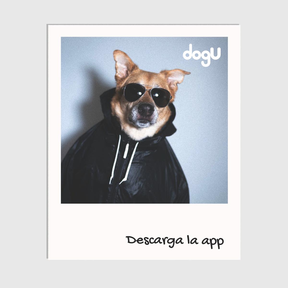 DogUapp's tweet photo. Sigue nuestro contenido más perruno en #Instagram: 
👉https://t.co/oGjyE0fogS 
#DogU #LaAppQueLeDaVozATuPeludo #RedesSociales https://t.co/pDKY4xeSfm