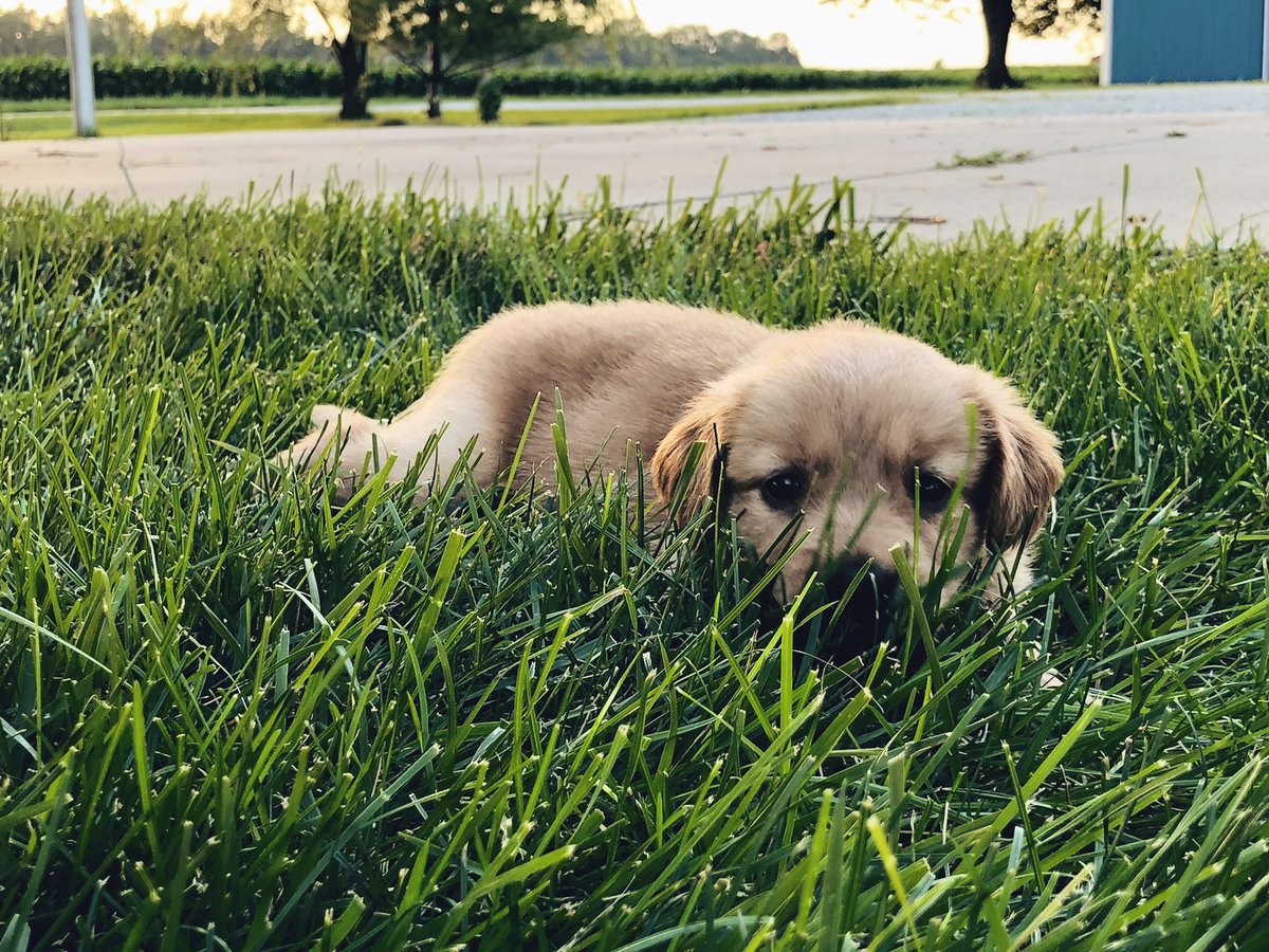 janineburns_'s tweet photo. 💛🐾 https://t.co/O7ZRScxCSh