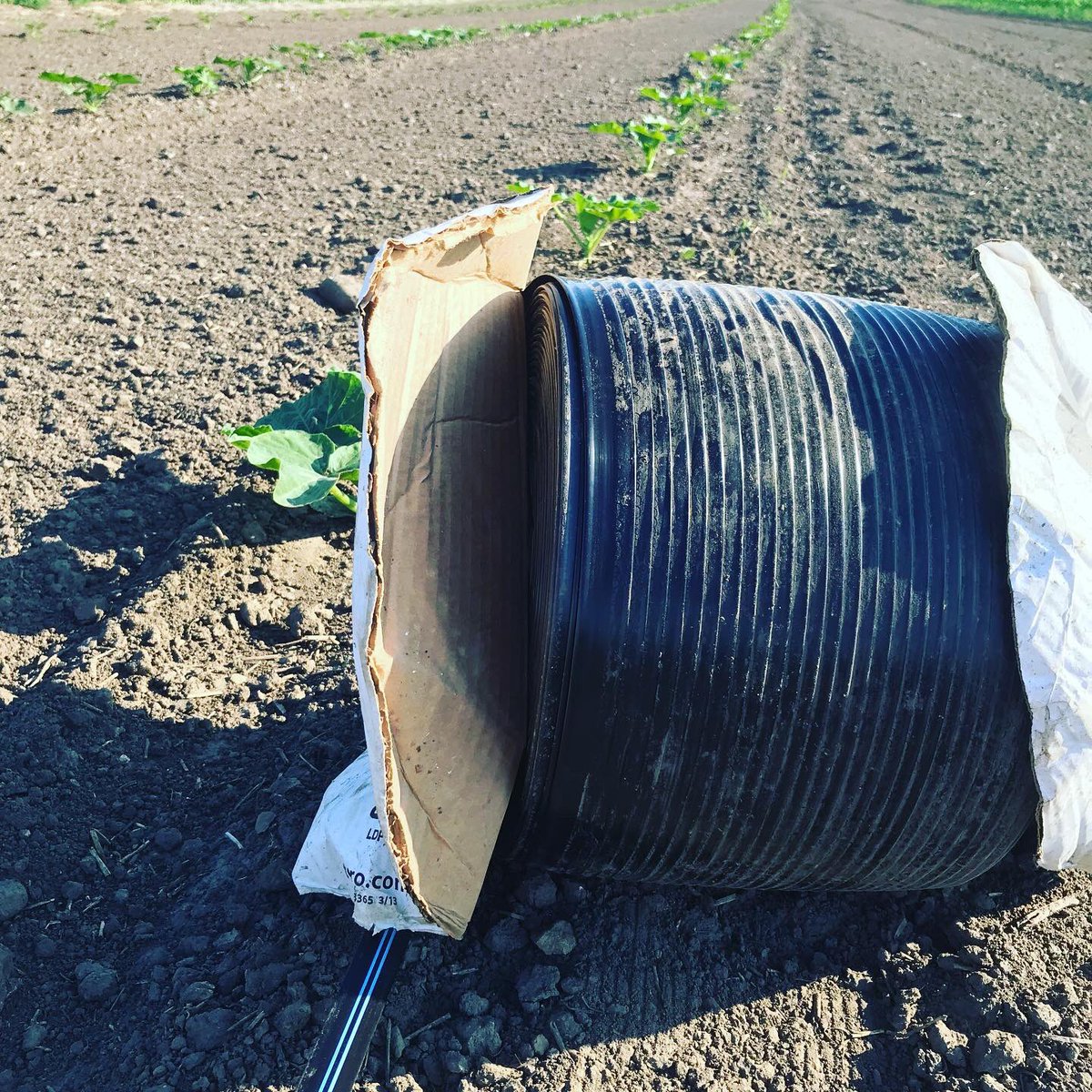 Beautiful evening to get the last of the drip irrigation set up for the pumpkins!