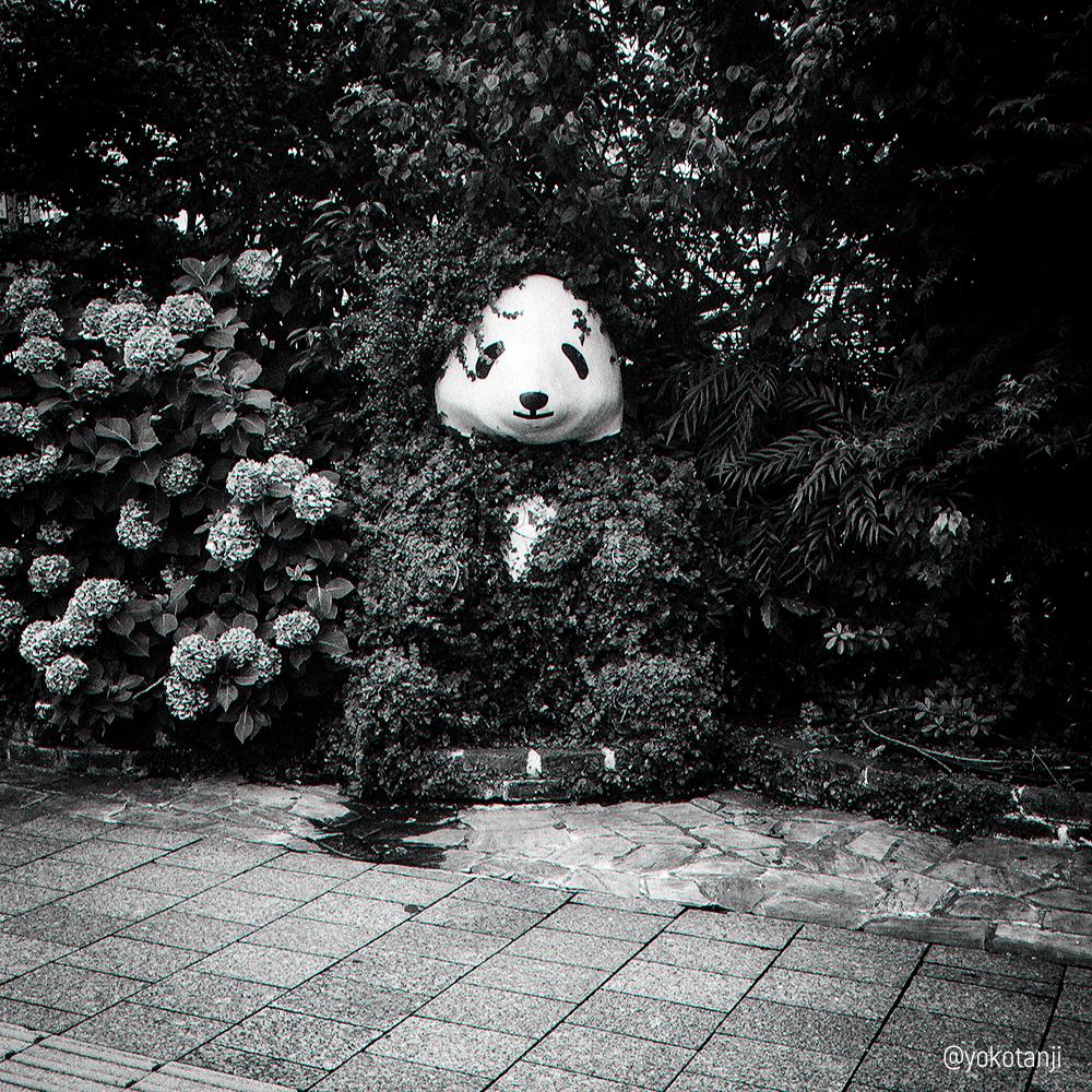 埋緑熊猫 