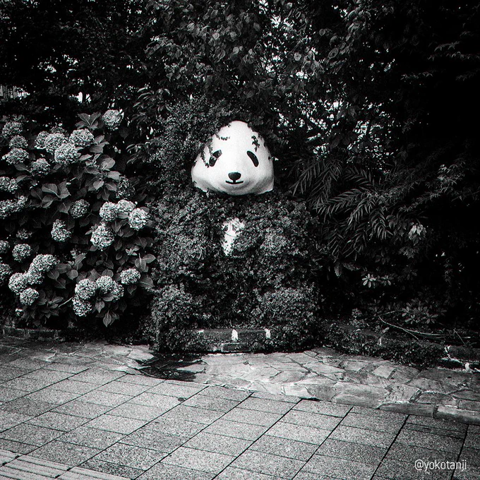 埋緑熊猫 