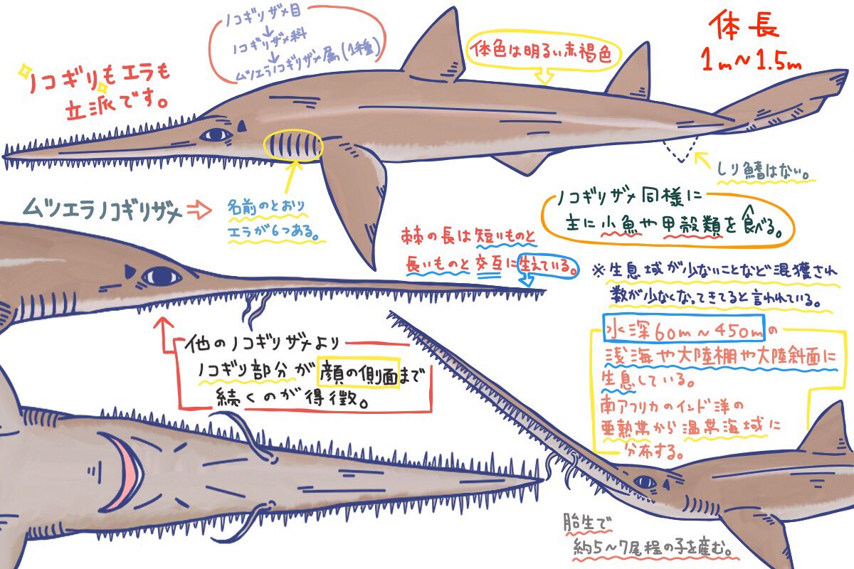 ট ইট র めかぶ ノコギリザメ目ノコギリザメ科のサメ ムツエラノコギリザメ属唯一一種のサメ 他のノコギリザメと違い鰓孔が６つある あとノコギリの棘部分が顔の側面まで続く 生物学など生活史などはまだ分かっていないことが多く不明 唐突に好きな