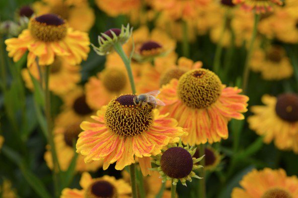 GroenVandaag tweet media