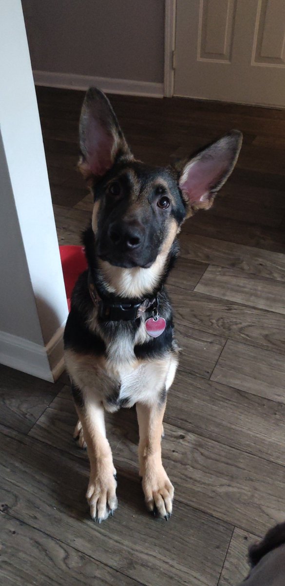jbair5487's tweet image. He will probably be the best man at my wedding but tomorrow he turns 5 months old! Wish him a happy birthday tomorrow (cake not necessary but accepted)
