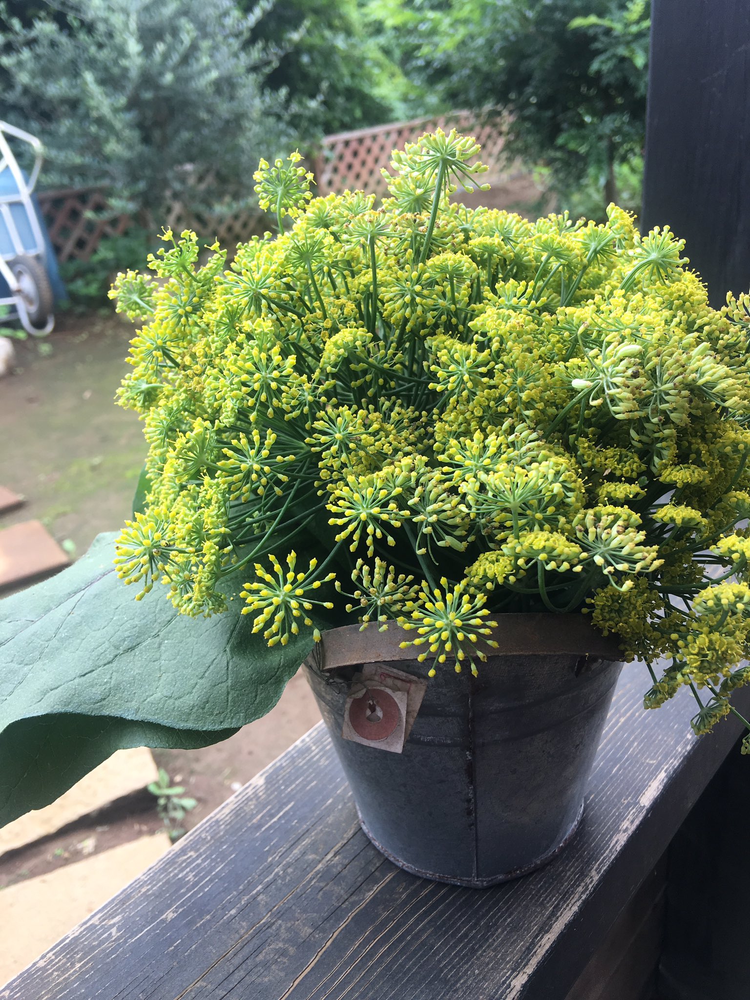 ｎｈｋ出版 趣味の園芸 雨よけと鳥よけネットで大玉トマトは大成功 とれたてのエダマメは甘くて最高 ｏ ｏ 花が咲いちゃったフェンネルは根が太らなかったのでブーケに やさいの時間 T Co Crl9a59lkf Twitter