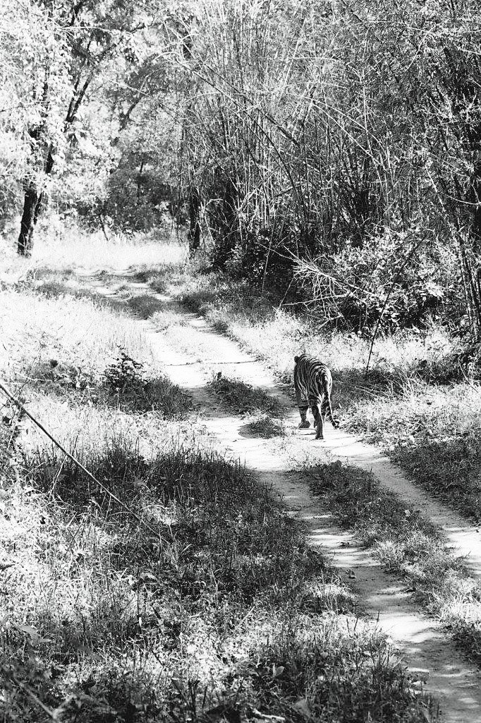 AsianWildlife's tweet photo. Classic #NorthIndiaBirding Tour Series #BirdsOfCorbett
Set Tours https://t.co/ubbaOpQp3K
WhatsApp Us https://t.co/5bRY4lL70p
E: info@asianadventures.in
W: https://t.co/86vaHuw00q
#birdsofnorthindia #Birding #birdwatching #birding #birdsofcorbett #corbettnationalpark #indiabirds https://t.co/FsxdH19hhL