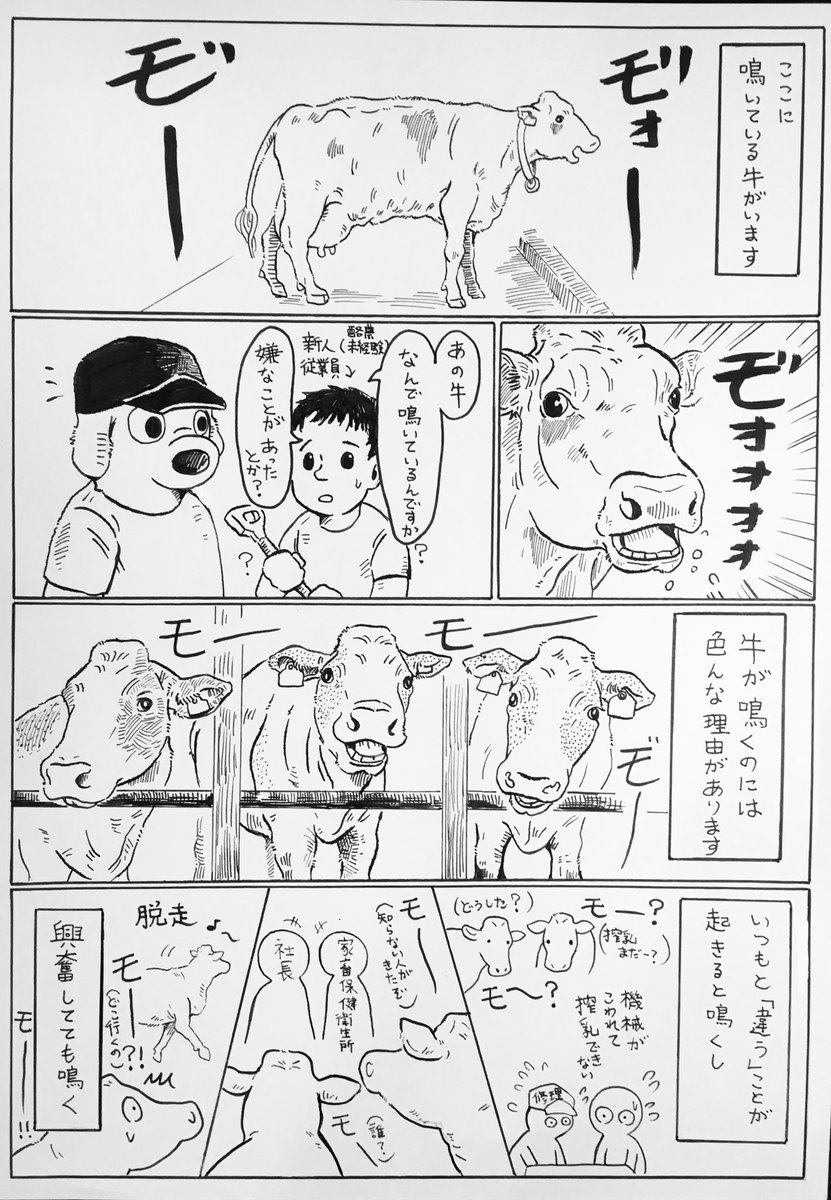 『鳴く牛』

牛に興味を持ったとしても、迂闊に近づかないで下さい。
特に「鳴いている」牛には、極力近づかないで下さい。
「泣いている」わけではありません。

酪農未経験の従業員が入社した時に、自分が真っ先に教えている事です。

迂… 