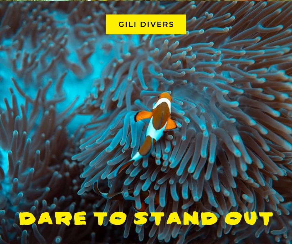 GiliDivers's tweet photo. Blending in is boring. 

We're not boring.

No brainer 🤷🏽‍♀️ https://t.co/hdriM8HJwL