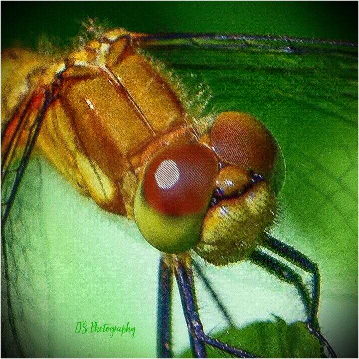 Cute or not? #dragonfly #insectsofourworld #summerinNewEngland #floraandfauna #Nikonphotography