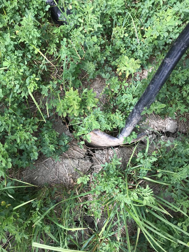 EllaAnu's tweet image. Discussion groups had meetings last week on monitor farms of Western Finland. Lucern, cocsfoot and tall fescue survived the drought best. Second cut in trouble again, luckily some clouds and rain coming and temperature just 15-18 'C #discussiongroups #bestpractises @ProAgria